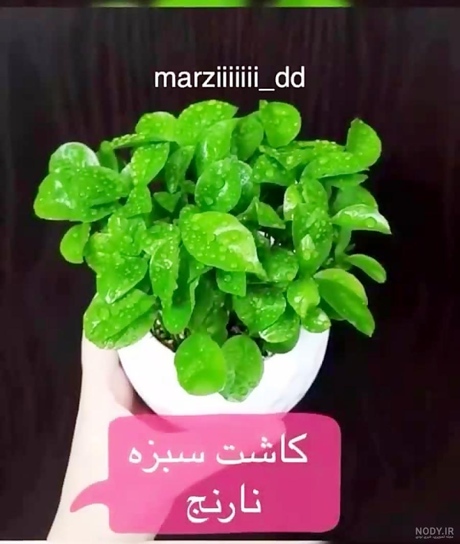 آموزش تصویری کاشت سبزه عید آموزش تصویری کاشت سبزه عید