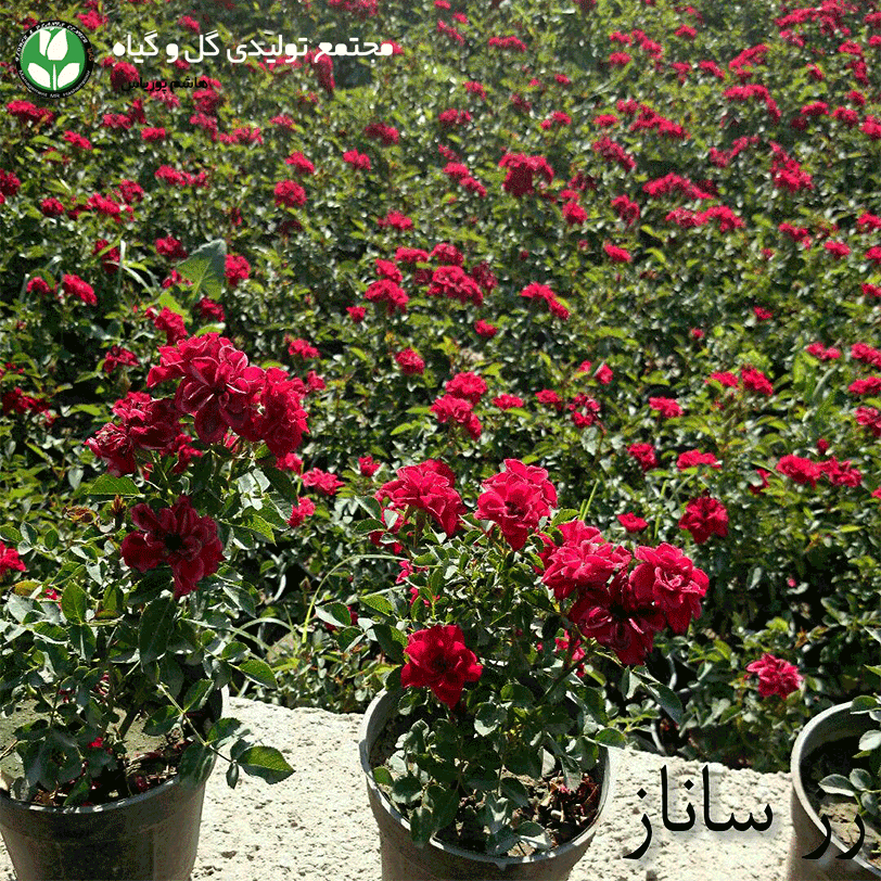 انواع گل رز هلندی