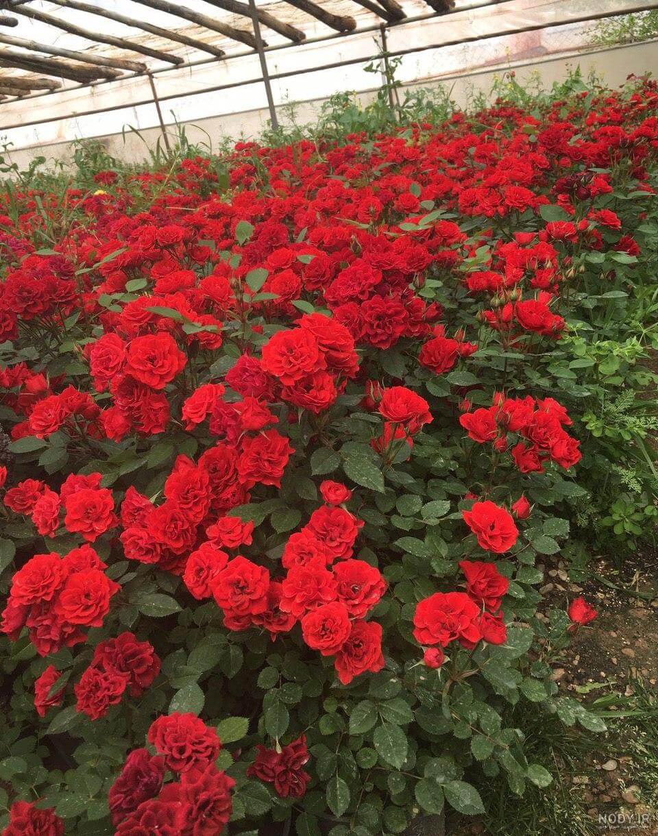 بهترین نوع گل رز