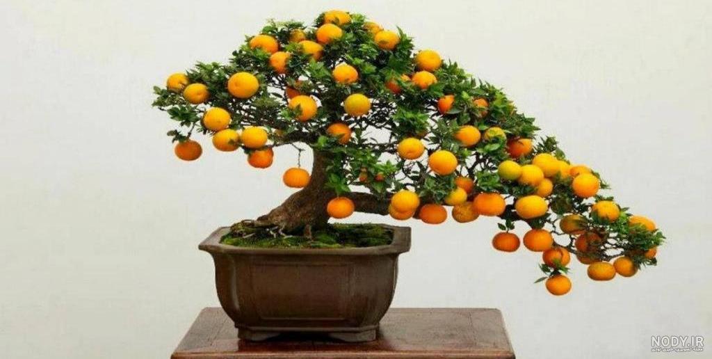 سبزه عید با دانه چیا سبزه عید با دانه چیا