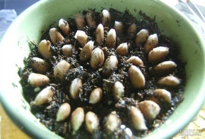 طرز کاشت هسته پرتقال طرز کاشت هسته پرتقال