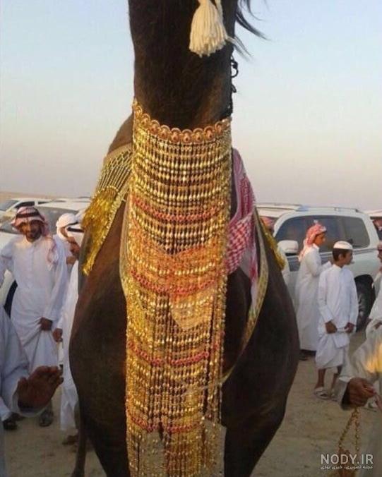 عکس شتر در عربستان عکس شتر در عربستان