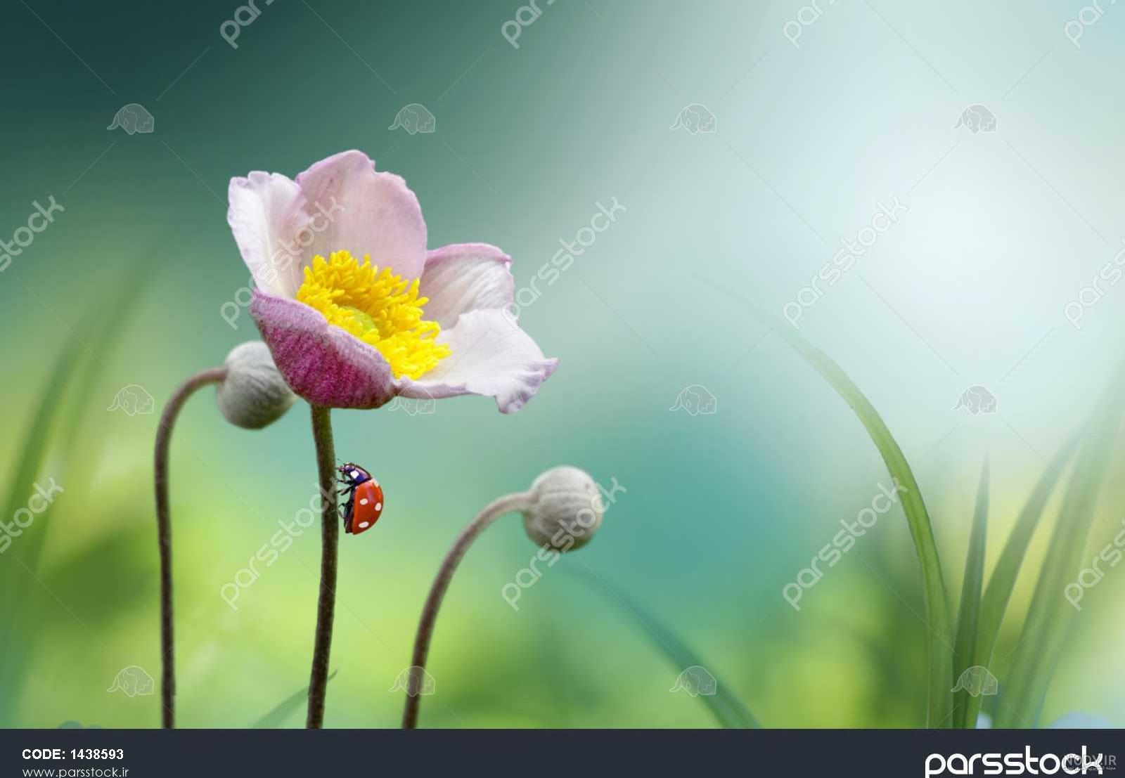 عکس طبیعت رویایی