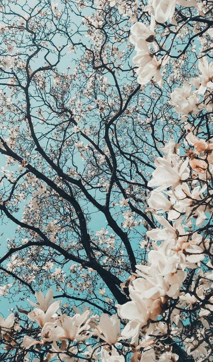 عکس طبیعت عمودی عکس طبیعت عمودی