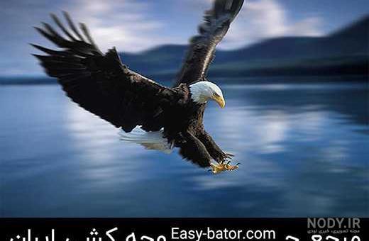 عکس عقاب با جفتش