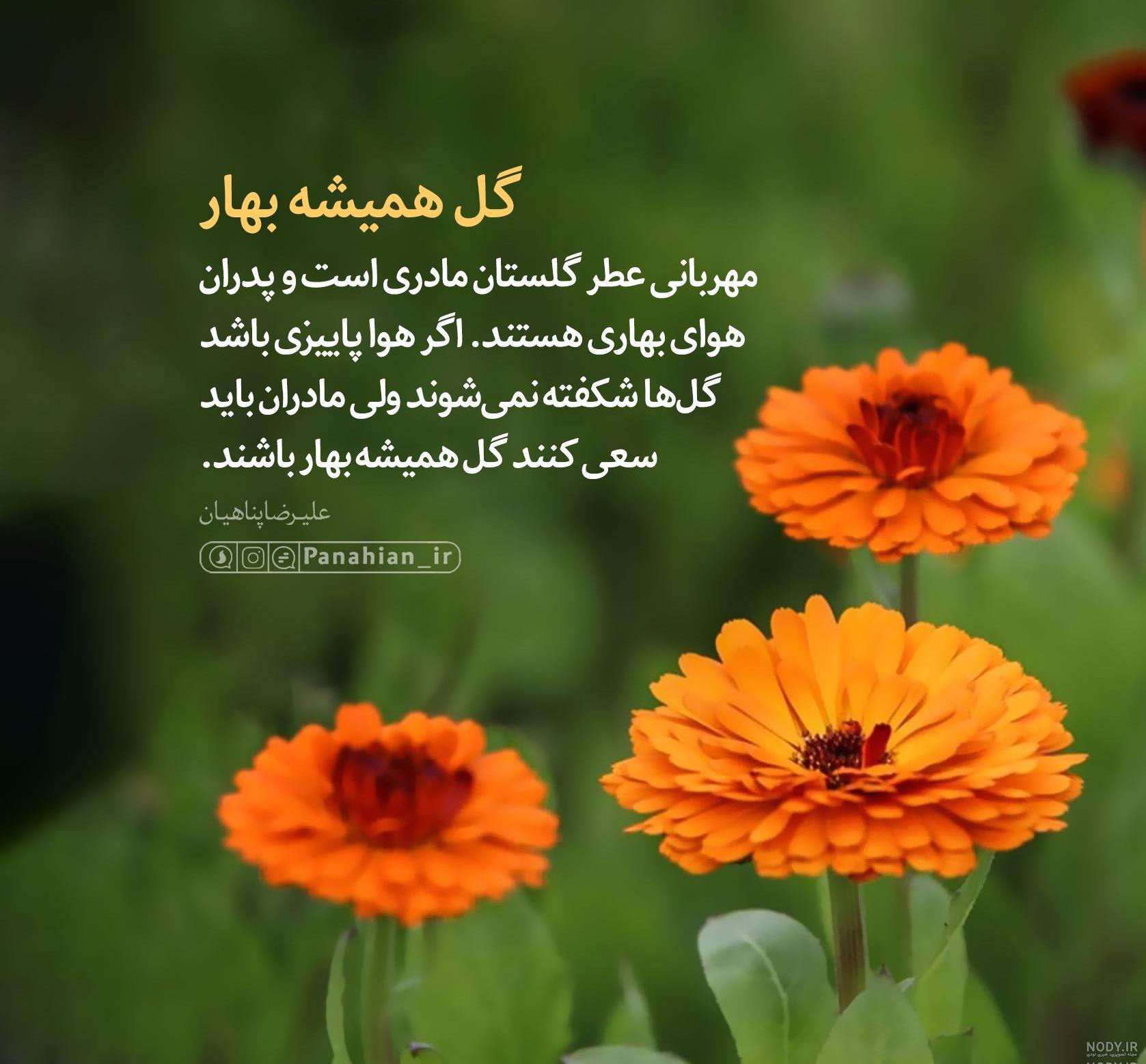عکس نوشته گل همیشه بهار عکس نوشته گل همیشه بهار