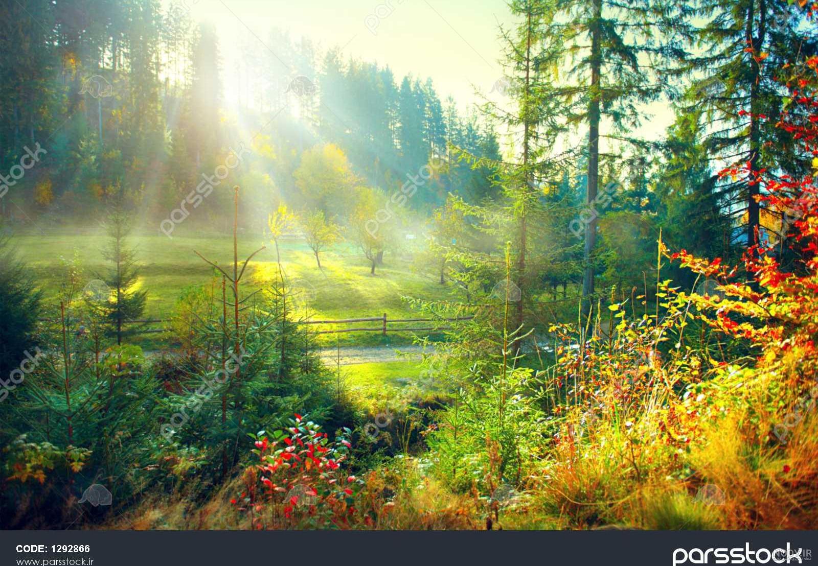 عکس گل و منظره زیبا برای پروفایل