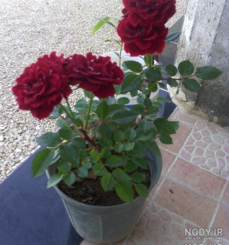 عکسهای گل ساناز