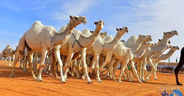 فواید شتر فواید شتر