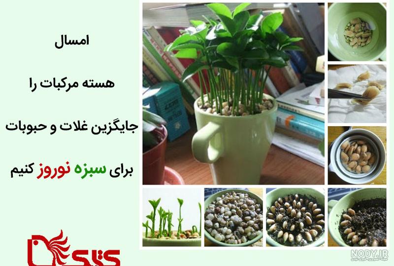 فیلم کاشت دانه پرتقال برای سبزه عید فیلم کاشت دانه پرتقال برای سبزه عید