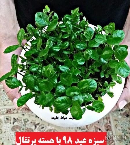 فیلم کاشت دانه پرتقال برای سبزه عید فیلم کاشت دانه پرتقال برای سبزه عید