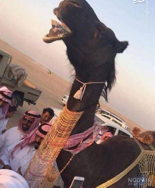 نقاشی شتر در بیابان نقاشی شتر در بیابان