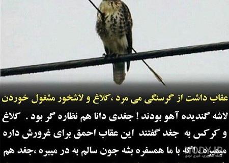 پرنده شکاری چهار حرفی در جدول پرنده شکاری چهار حرفی در جدول
