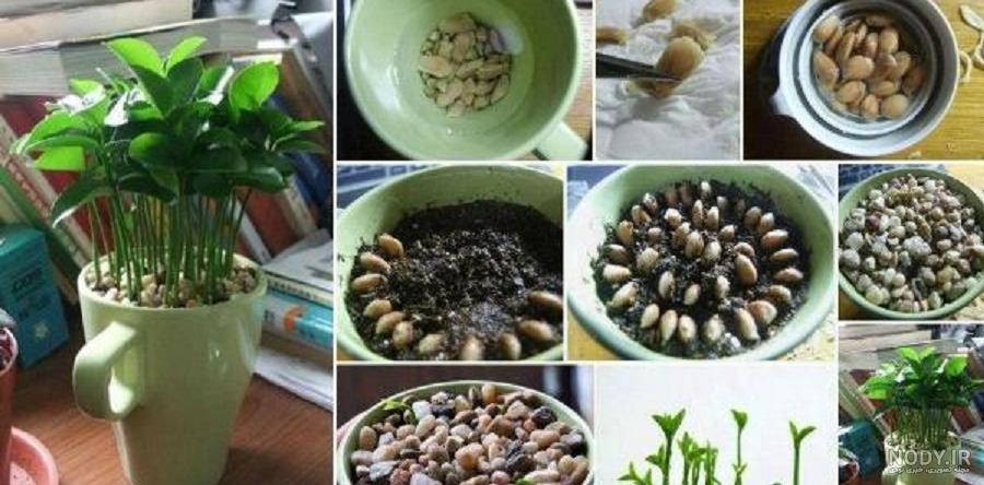 کاشت دانه به برای سبزه عید کاشت دانه به برای سبزه عید