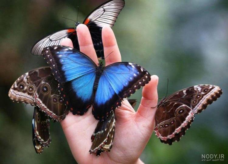 انواع پروانه