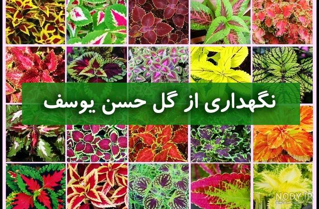 بذر گل حسن یوسف بذر گل حسن یوسف