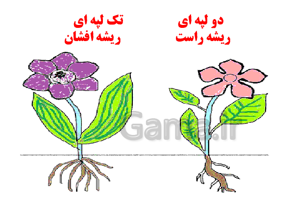 برنج چه نوع گیاهی است