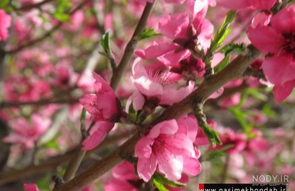 تصویر زمینه بهاری جدید تصویر زمینه بهاری جدید
