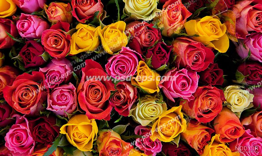 تصویر گلهای رنگی زیبا