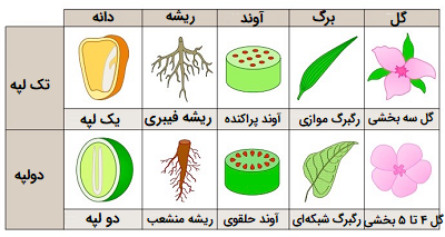 تعداد گلبرگ های برنج