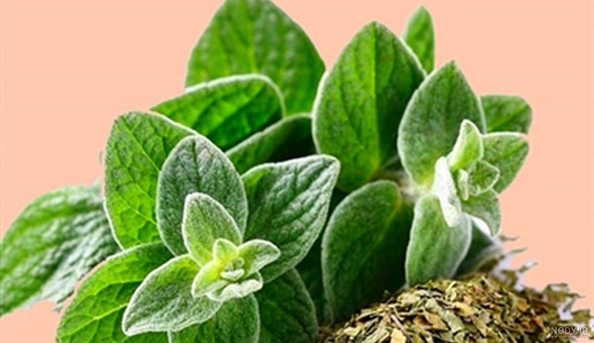 خواص آویشن شیرازی و عسل خواص آویشن شیرازی و عسل