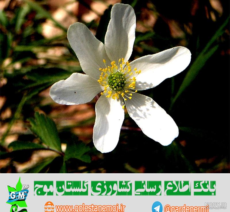 دانه تک لپه ای مثال