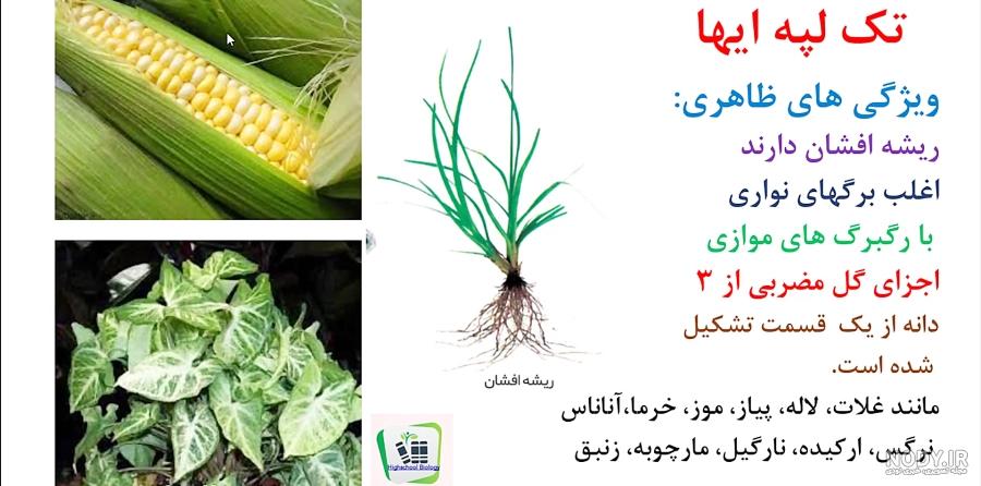 عکس ساقه دو لپه ای