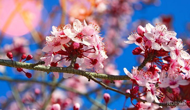 عکس شکوفه های بهاری طبیعی عکس شکوفه های بهاری طبیعی