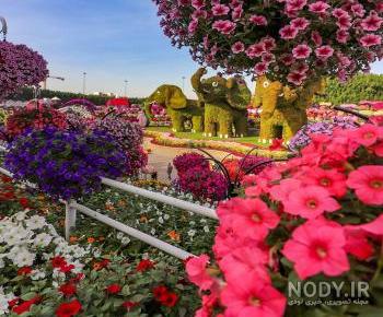 عکس طبیعت و گل برای پروفایل