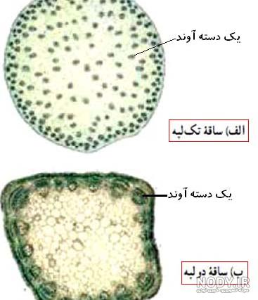 عکس لوبیا دو لپه ای