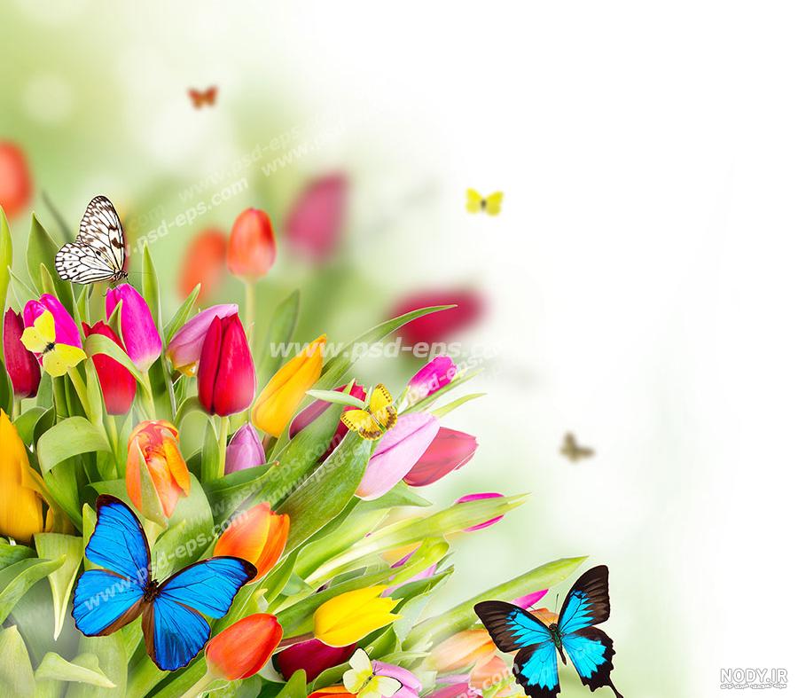 عکس پروانه های رنگی