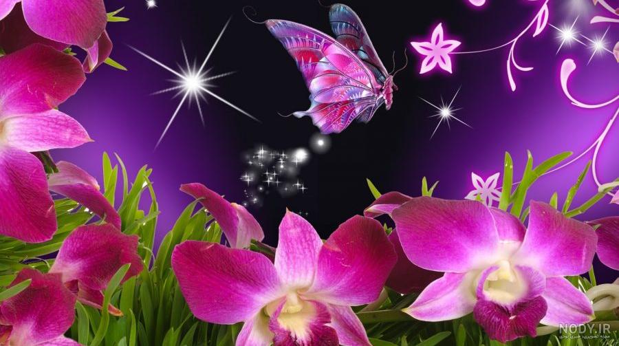 عکس پروانه های زیبا برای نقاشی