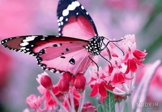 عکس پروانه و گل زیبا