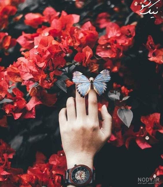 عکس پروفایل گل یخ