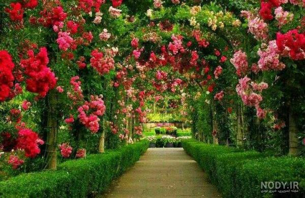 عکس پروفایل گلهای پاییزی