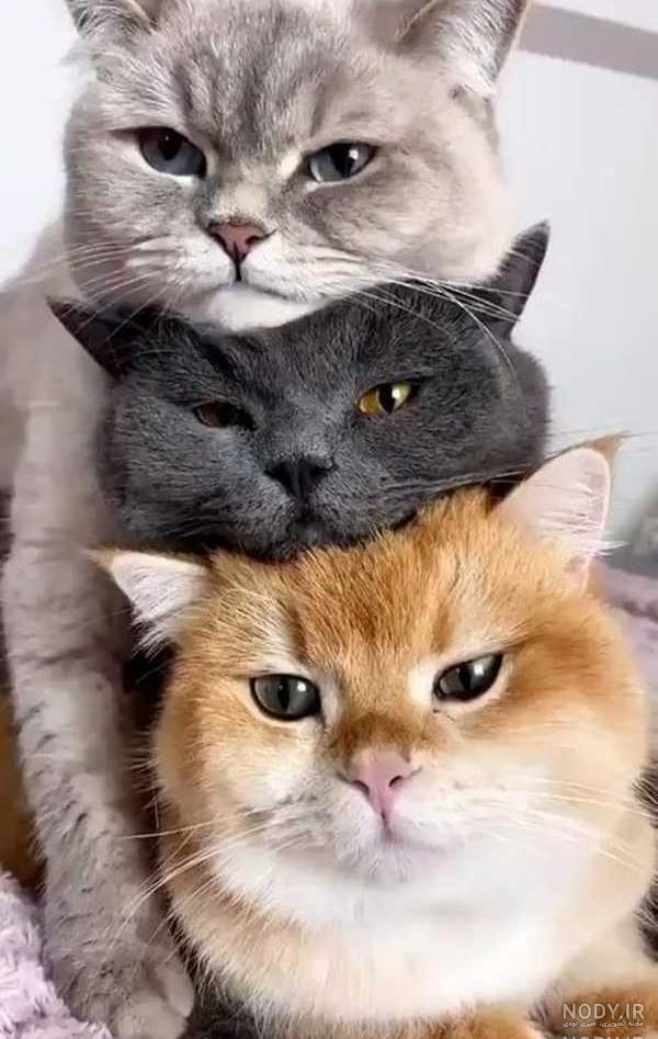 عکس گربه واقعی عکس گربه واقعی