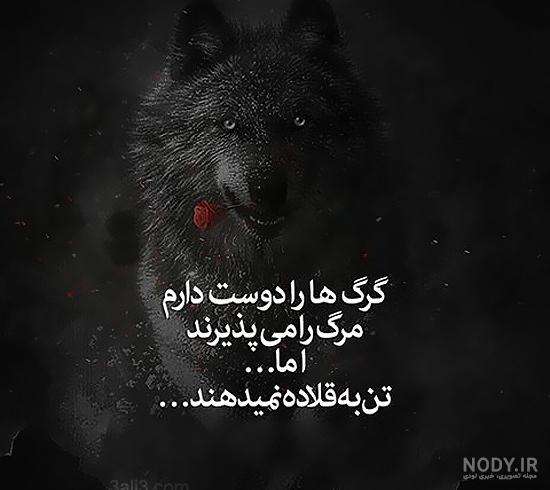 عکس گرگ قرمز عکس گرگ قرمز
