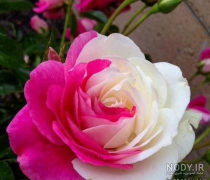 عکس گل رز رنگی زیبا
