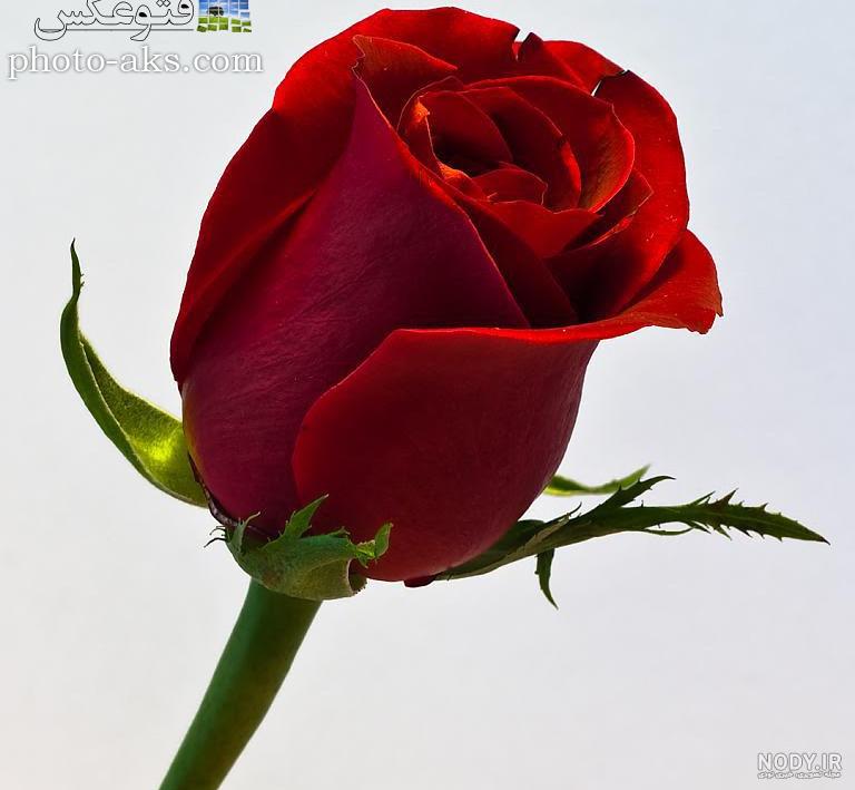 عکس گل رز غنچه