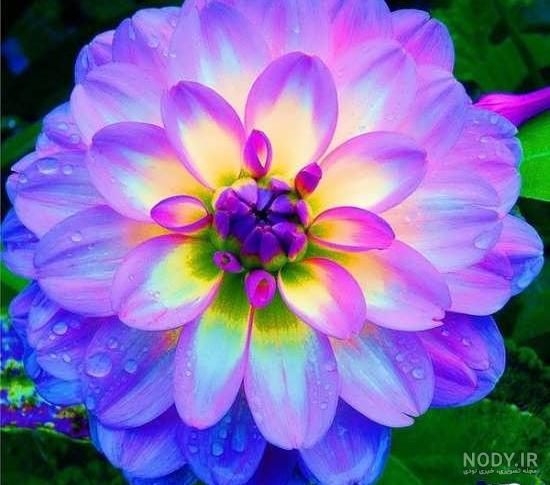 عکس گل زیبا رنگی