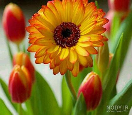 عکس گل نوشته دار عکس گل نوشته دار