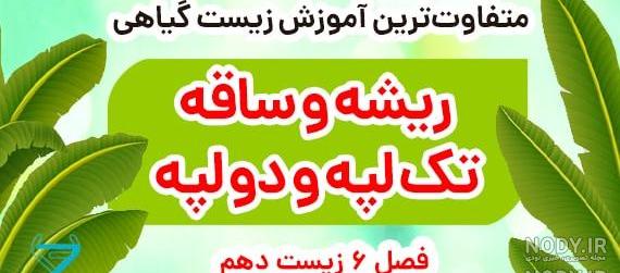 عکس گیاهان دو لپه ای