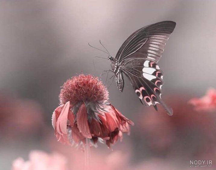 فیلم نقاشی پروانه