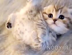 مجموعه عکس گربه مجموعه عکس گربه
