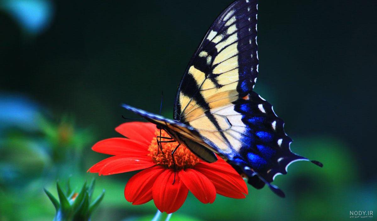 نقاشی قرینه پروانه