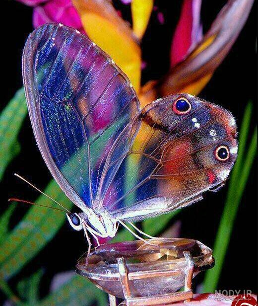 پروانه بدن چند قسمتی دارد چهارم دبستان