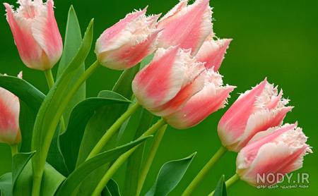 گل های زیبا در فوتبال گل های زیبا در فوتبال