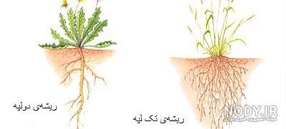 گیاه ذرت چند لپه ای است