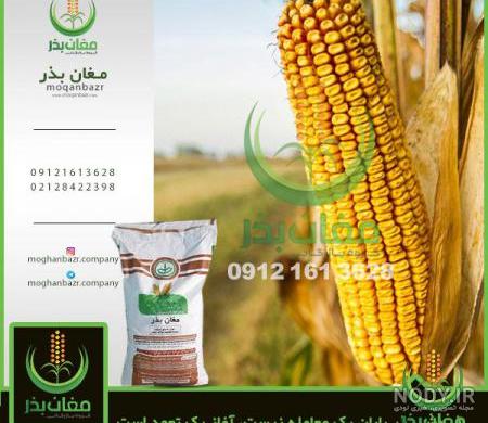 بذر ذرت دراخما