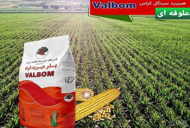 بذر ذرت زودرس